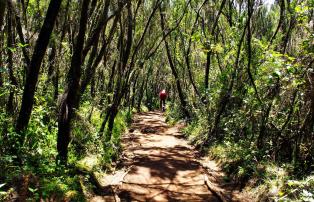 Afrika Tansania Kuhn_Xenia Kilimanjaro_Weg_1920