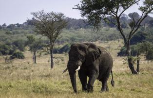 Afrika Ruanda Wilderness Akagera National Park Magashi_07-18_-227_1920