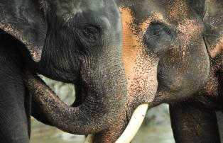 Asien Thailand Asian Trails Chiang Mai Elephant conservation Thaland - Elephants