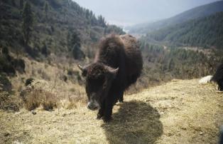 Asien Bhutan Amankora Gangtey Lodge Amankora, Bhutan - Gangtey Valley Baby Yak_H