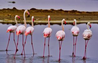 Namibia Flamingos Swakopmund