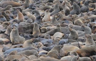 Namibia Seelöwen Walvis Bay