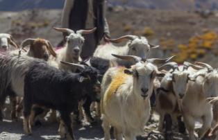 Indien Ladakh Pashmina Ziegen