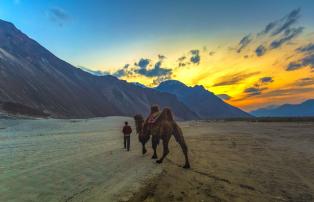 Indien Ladakh Trampeltier Nubra