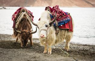 Indien Ladakh Yaks
