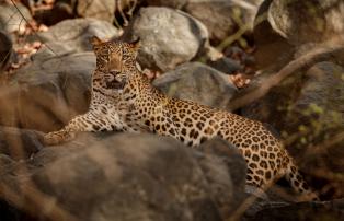 Indien Rajasthan Shutterstock Leopard
