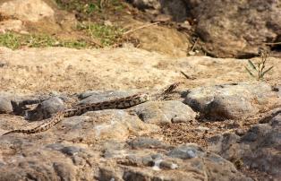 Indien Rajasthan Shutterstock Python Gir Nationalpark