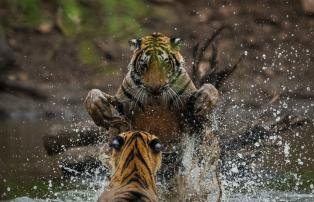 Tiger Ranthambore