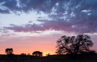 Afrika Südafrika Ilanga_David_Smith Northern Cape Kalahari 066_D371085_1920