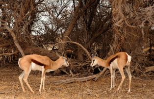 Afrika Südafrika Ilanga_David_Smith Northern Cape Kalahari Holiday 132_D338435_1