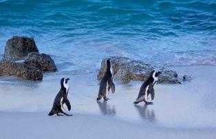 Afrika Südafrika Ilanga_David_Smith Western Cape Penguins Boulders_DGF1765_1920