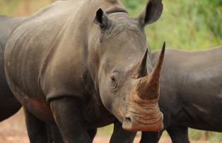 Afrika Südafrika Ilanga_David_Smith Wildlife Rhinos_D311458_1920