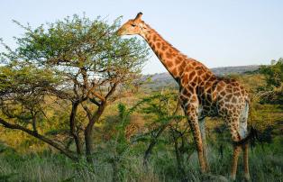 Afrika Südafrika Ilanga_David_Smith Wildlife Wildlife 002_DSC3002_1920