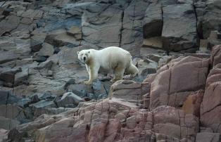 Grönland Eisbär