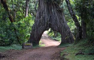 Tanzania shutterstock ArushaNationalpark_FigTreeArch_shutterstock_1920