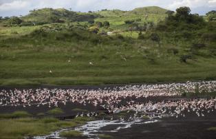 Tanzania shutterstock ArushaNationalpark_Flamingos_shutterstock_1920