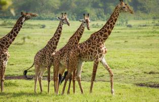 Tanzania shutterstock ArushaNationalpark_Giraffen_shutterstock_1920