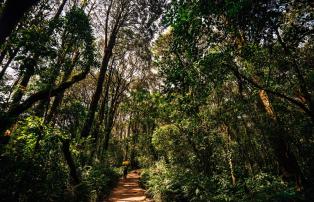 Tanzania shutterstock Kilimanjaro_ForestCamp_Forest_shutterstock_1920