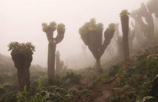 Tanzania shutterstock Kilimanjaro_ForestCamp_Vegetation_shutterstockjpg_1920