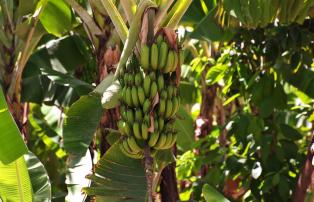 Tanzania shutterstock MtowaMbu_Bananenplantage_shutterstock_1920