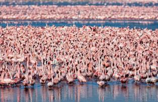 Tanzania shutterstock Ngorongoro_Flamingokolonie_shutterstock_1920