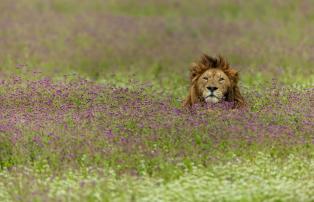 Tanzania shutterstock Ngorongoro_Löwe_Blumenfeld_shutterstock_1920