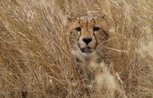 Tanzania shutterstock Serengeti_Gepard_Nahaufnahme_shutterstock_1920