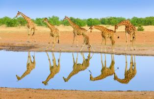 Tanzania shutterstock Serengeti_Giraffen_Wasserloch_shutterstock_1920