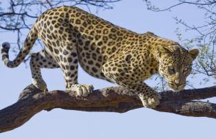 Tanzania shutterstock Serengeti_Leopard_Closeup_shutterstock_1920