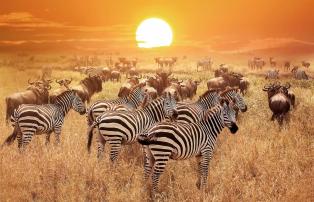 Tanzania shutterstock Serengeti_Zebraherde_shutterstock_1920