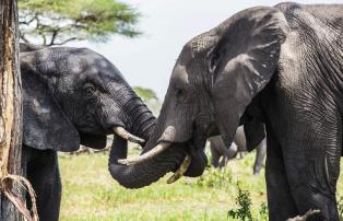 Tanzania shutterstock Tarangire_Elefantenpaar_Closeup_shutterstock_1920