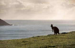 Australien shutterstock Astralien_Kangaroo Island_Känguru_shutterstock_1920