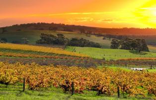 Australien shutterstock Australien_Barossa Valley_shutterstock_1920