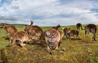 Australien shutterstock Australien_Kangaroo Island_Gruppe Kängurus_shutterstock_