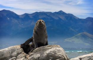 Neuseeland shutterstock New Zealand_Kaikoura_Robbe_shutterstock_1920