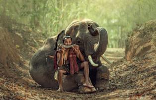 Laos Elefant mit Mahmout