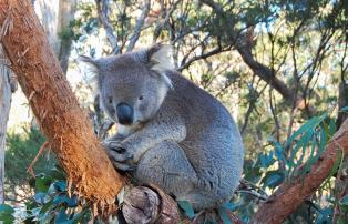 Australien Shutterstock Australien_Moonit Wildlife Park_Koala_shutterstock_1920