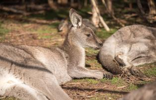 Australien Shutterstock Australien_Moonlit Wildlife Park_Känguru_shutterstock_19