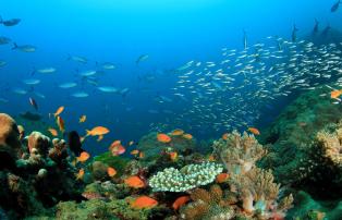 Australien Shutterstock Australien_Ningaloo Reef_Unterwasserwelt_shutterstock_19