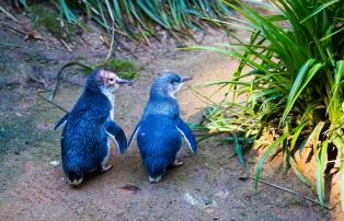 Australien Shutterstock Australien_Phillip Island_Blaue Pinguine_shutterstock_19