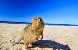 Australien Shutterstock Australien_Rottnest Island_Quokka_shutterstock_1920