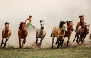 China shutterstock China_Mongolia_Hohhot_MongolianSteppe_Horses_shutterstock_192