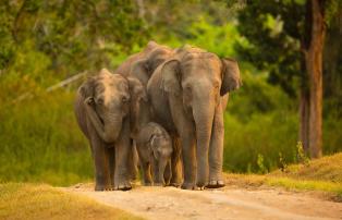 Indien shutterstock Asien_Indien_Mysuru_BandipurNationalPark_Elephants_shutterst