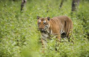 Indien shutterstock Asien_Indien_Mysuru_BandipurNationalPark_Tiger_shutterstock_