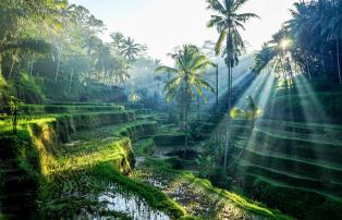 Indonesien shutterstock Asien_Indonesien_Bali_Ubud_RiceTerraces_Sunlight_shutter