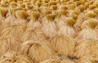 Indonesien shutterstock Asien_Indonesien_Bali_WakaGangga_Tabanan_RiceHarvest_shu