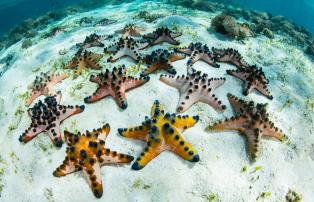 Indonesien shutterstock Asien_Indonesien_Flores_MangiatanIsland_Snorkeling_Choco