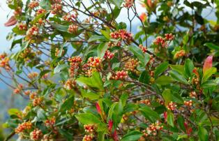 Indonesien shutterstock Asien_Indonesien_Ijen_KaliklatakPlantation_Cloves_shutte