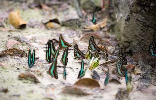 Indonesien shutterstock Asien_Indonesien_TanjungPuting_Butterflies_shutterstock_