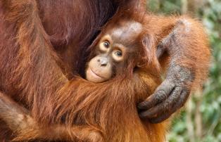 Indonesien shutterstock Asien_Indonesien_TanjungPuting_CampLeakey_OrangutanBaby_